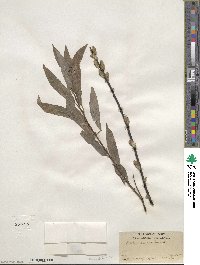 Salix sericea image