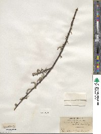 Salix sericea image