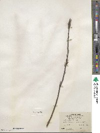 Salix sericea image