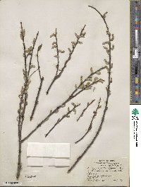 Salix sericea image