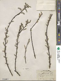 Salix sericea image