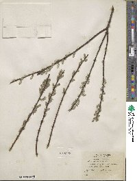 Salix sericea image