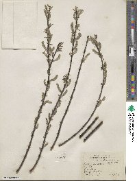 Salix sericea image