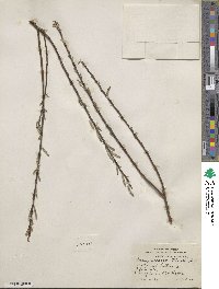 Salix sericea image