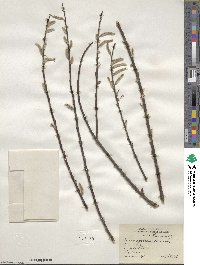 Salix sericea image