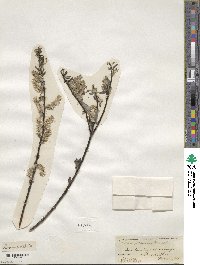 Salix sericea image