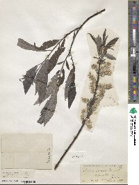 Salix sericea image