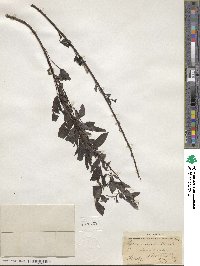 Salix sericea image