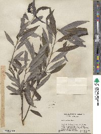 Salix sericea image