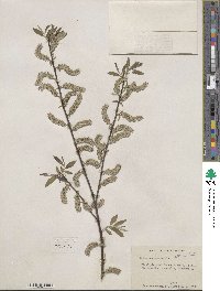 Salix sericea image