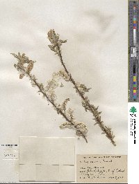 Salix sericea image