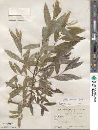 Salix sericea image