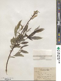 Salix sericea image