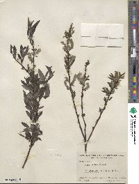 Salix sericea image