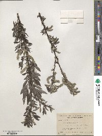 Salix sericea image