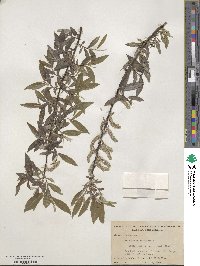 Salix sericea image