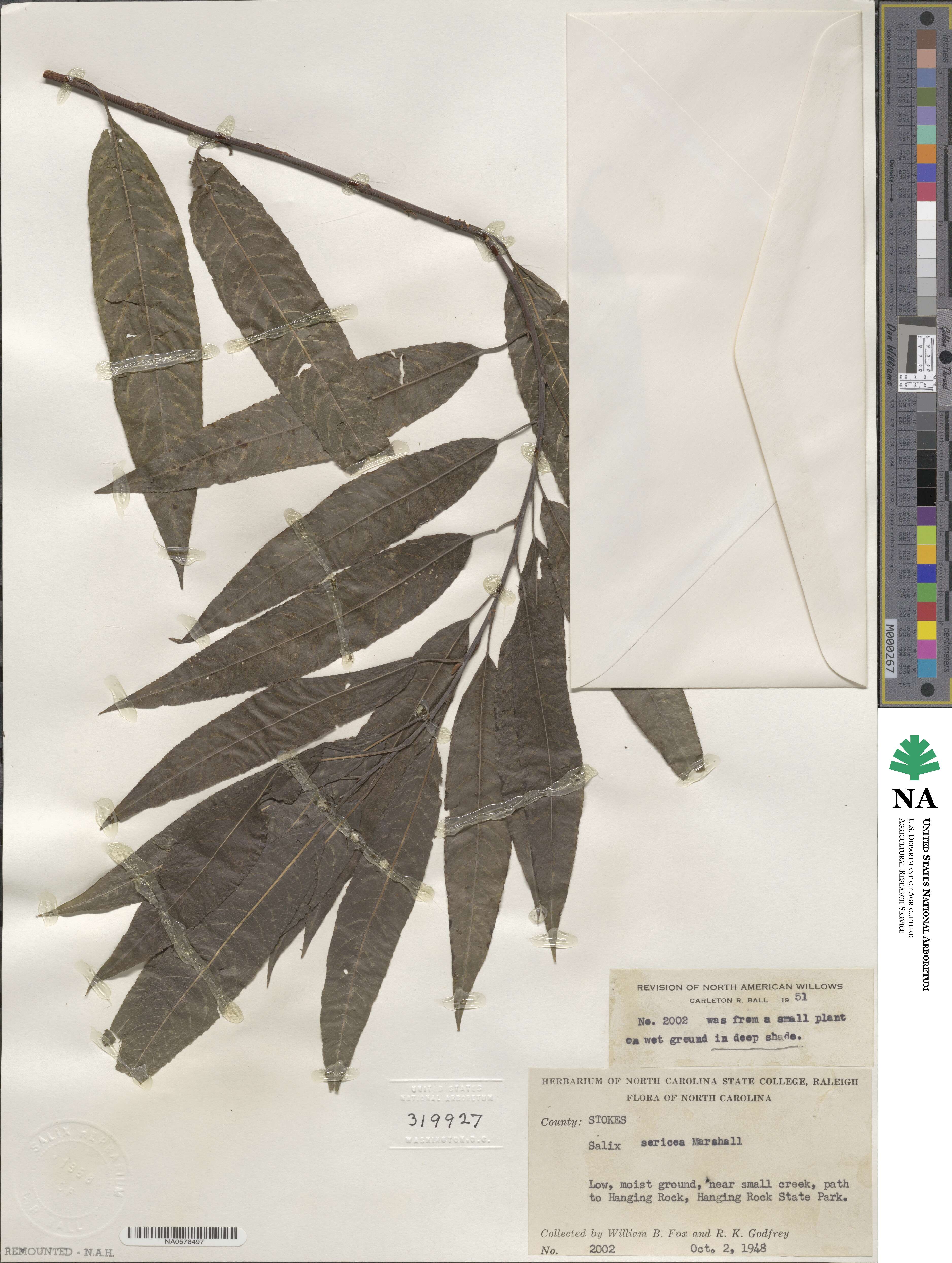 Salix sericea image