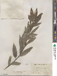 Salix sericea image