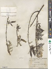 Salix sericea image