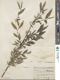 Salix sericea image