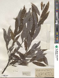 Salix sericea image