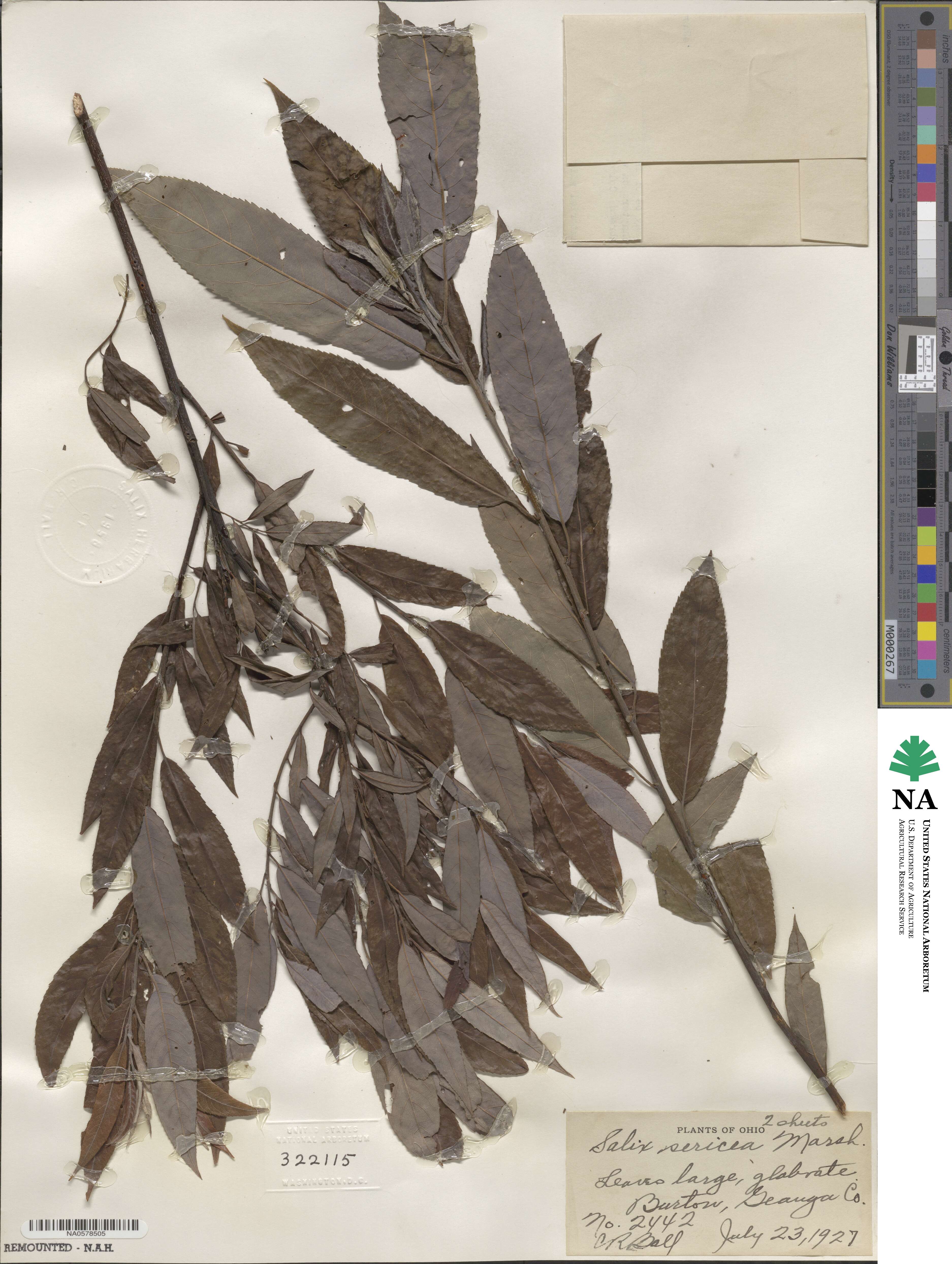 Salix sericea image