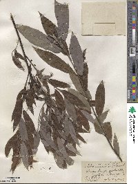 Salix sericea image