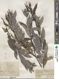 Salix sericea image