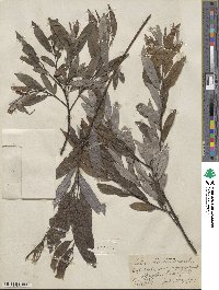 Salix sericea image