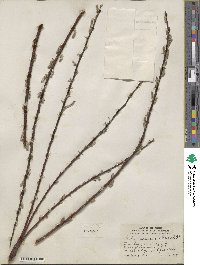 Salix sericea image