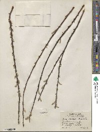 Salix sericea image