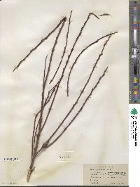 Salix sericea image