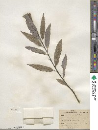 Salix sericea image