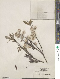 Salix sericea image