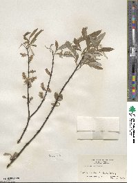 Salix sericea image