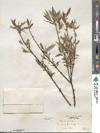 Salix sericea image