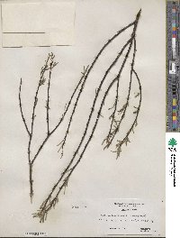 Salix sericea image