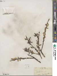 Salix sericea image