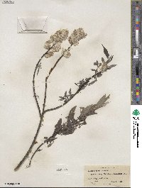 Salix sericea image