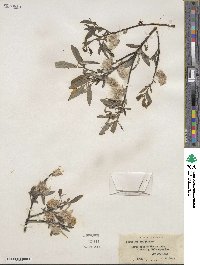 Salix sericea image