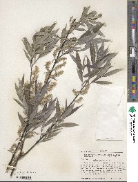 Salix sericea image