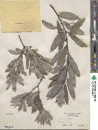 Salix sericea image