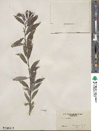 Salix sericea image