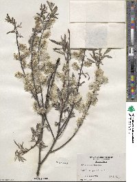 Salix sericea image