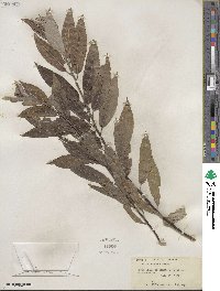 Salix sericea image