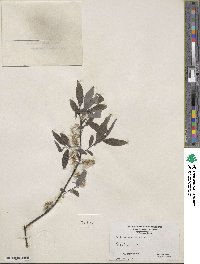 Salix sericea image