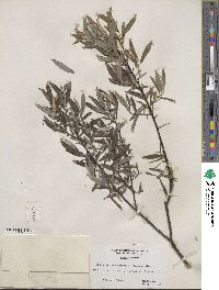 Salix sericea image