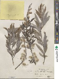 Salix sericea image