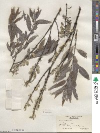 Salix sericea image