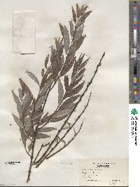 Salix sericea image